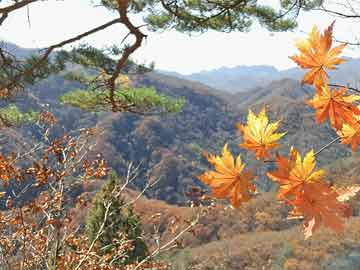 泡芙视频今日最热：丑闻事件曝光，神秘人现场令人震惊，全网热议不断